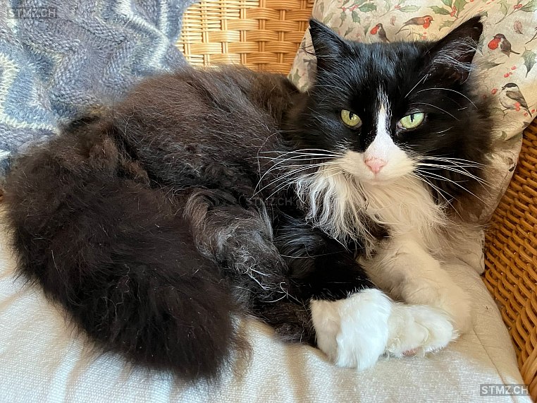 Carlo — Hauskatze ♂, Missing since 23.03.2026, Liebefeld (BE)