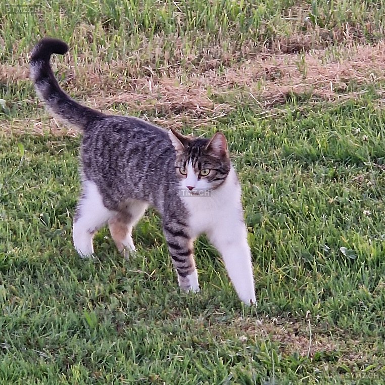 Flöckli — Hauskatze ♂, Missing since 22.04.2026, Oberkirch LU (LU)