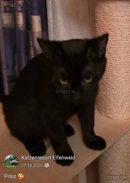 Prinz — Hauskatze ♂, Missing since 19.04.2026, Trub (BE)