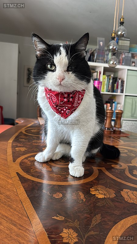 Yakov — Hauskatze ♂, Missing since 21.04.2026, Zürich (ZH)