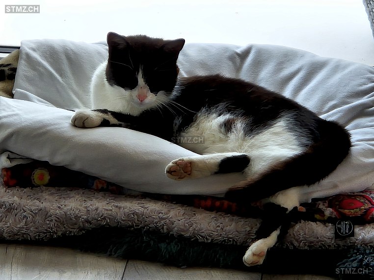 Cindy — Hauskatze ♀, Missing since 15.04.2026, Gontenschwil (AG)