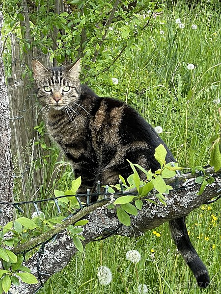 Mici — Hauskatze ♂, Missing since 24.04.2026, Ennetbaden (AG)