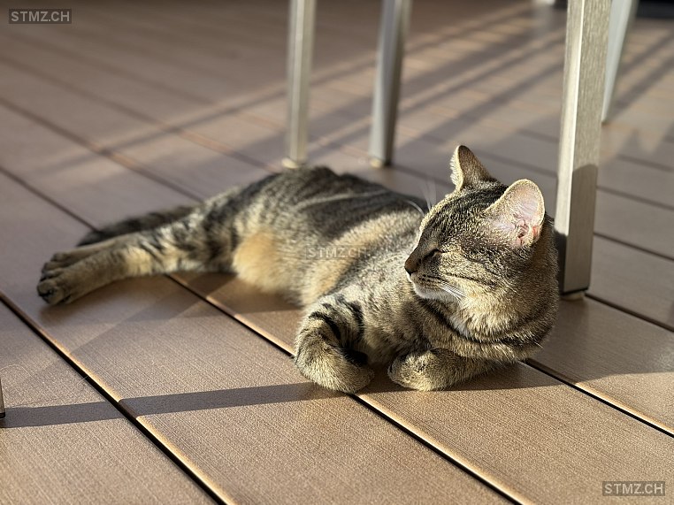 Nala — Hauskatze ♀, Missing since 23.04.2026, Termen (VS)
