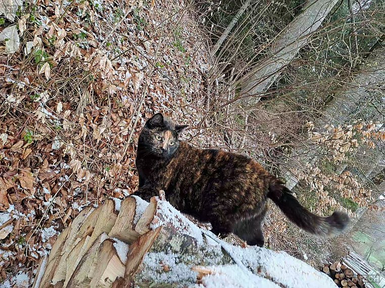 Cookie — Hauskatze ♀, Missing since 23.04.2026, Rickenbach LU (LU)