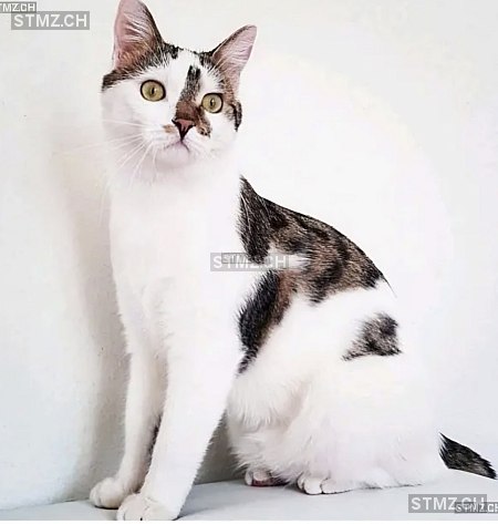 Simba — Hauskatze ♂, Missing since 19.04.2026, Reichenburg (SZ)