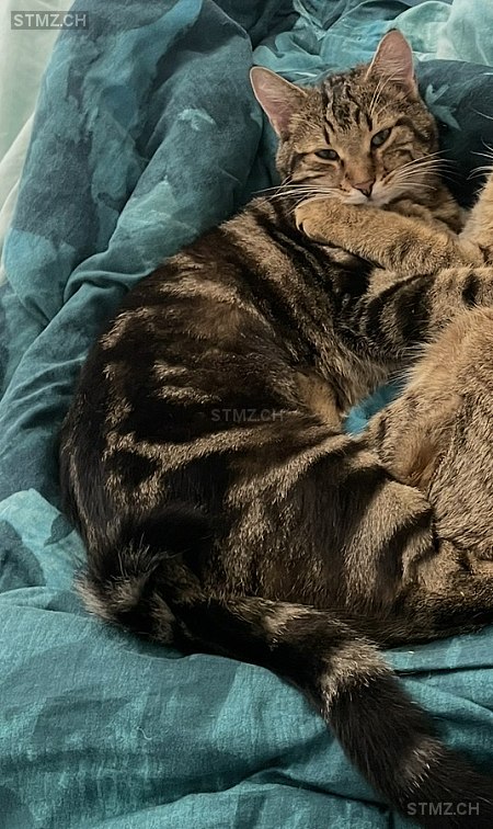 Loki — Hauskatze ♂, Missing since 22.04.2026, Gipf-Oberfrick (AG)