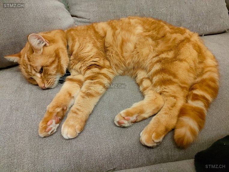 Chili — Hauskatze ♀, Missing since 22.04.2026, Oltingen (BL)