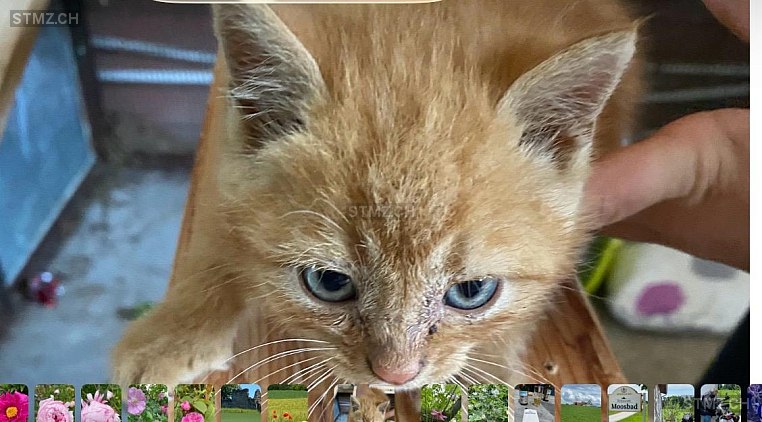 Chery — Hauskatze ♀, Missing since 22.04.2026, Eschikofen (TG)