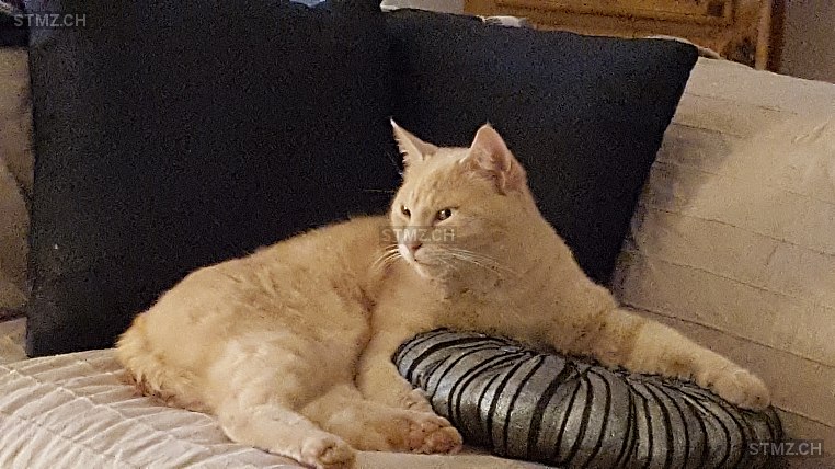 Chai — Hauskatze ♂, Missing since 23.04.2026, Oberglatt ZH (ZH)