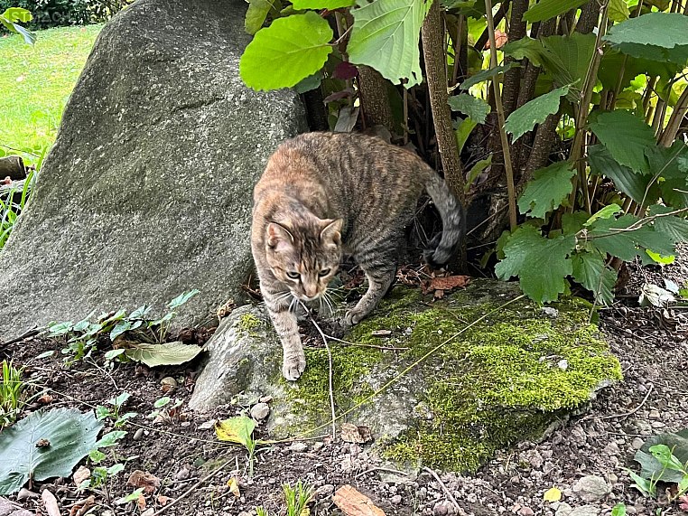 Mia — Hauskatze ♀, Missing since 23.04.2026, Langenthal (BE)