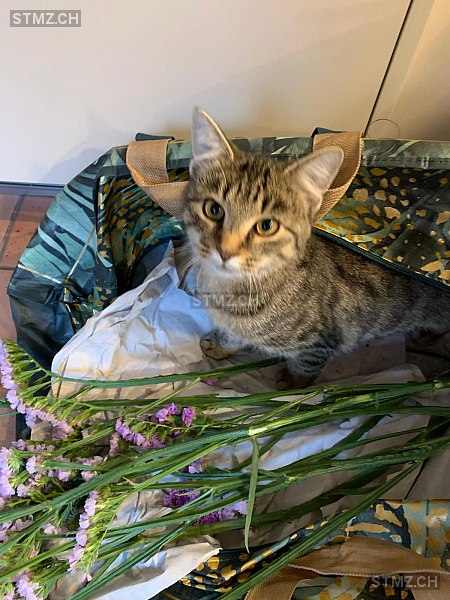 Kyo — Hauskatze ♂, Missing since 23.04.2026, Zollikon (ZH)