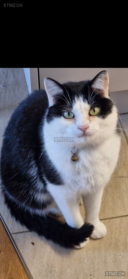 Lexi — Hauskatze ♂, Missing since 22.04.2026, Gunzgen (SO)
