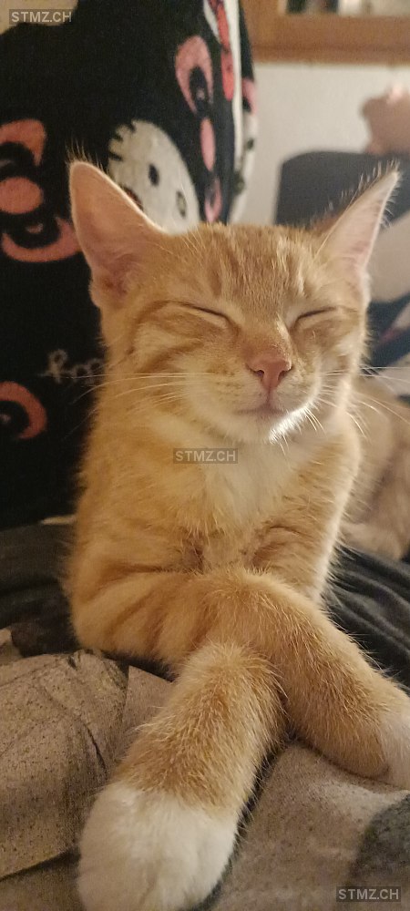 Hope — Hauskatze ♀, Missing since 17.04.2026, Erlinsbach (AG)