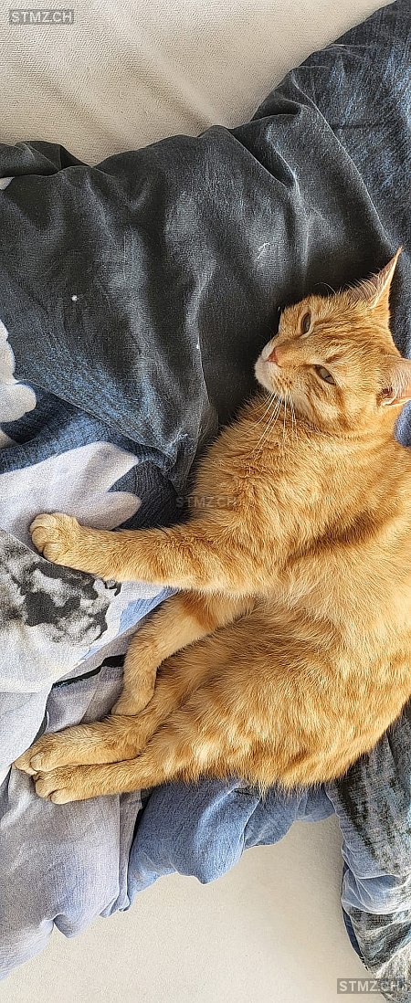Ruby — Hauskatze ♀, Missing since 22.04.2026, Wil 1 SG (SG)