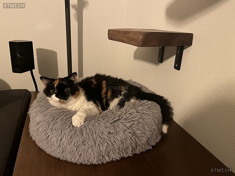 Lila — Hauskatze ♀, Missing since 25.04.2026, Winterthur (ZH)