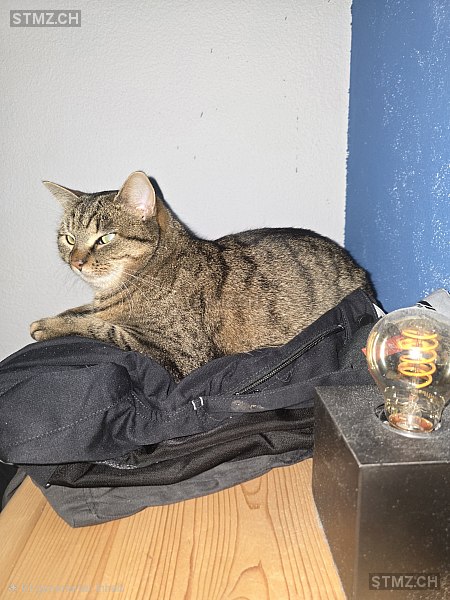 Meiti/Fiona — Hauskatze ♀, Missing since 20.04.2026, Kaltbrunn (SG)