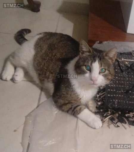 Toothless — Katze ♂, Missing since 25.04.2026, Basel (BS)