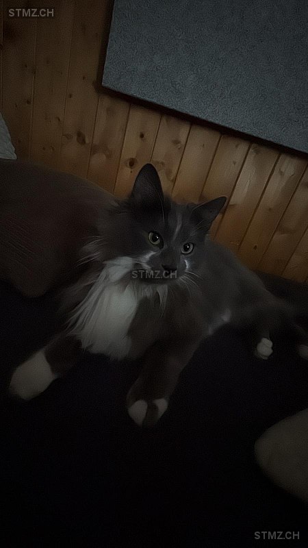 Modi — Hauskatze ♂, Missing since 24.04.2026, Mosnang (SG)