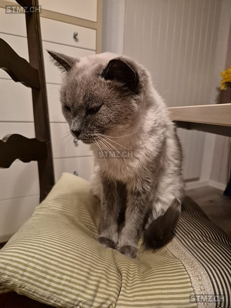 Finn — Ragdoll Blue Mitted ♂, Missing since 22.04.2026, Unterseen (BE)