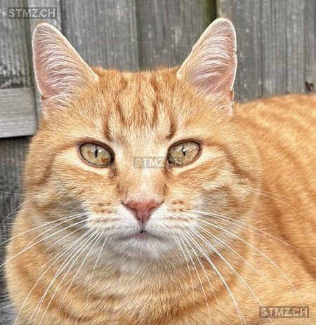 Romeo — Hauskatze ♂, Missing since 21.04.2026, Salez (SG)