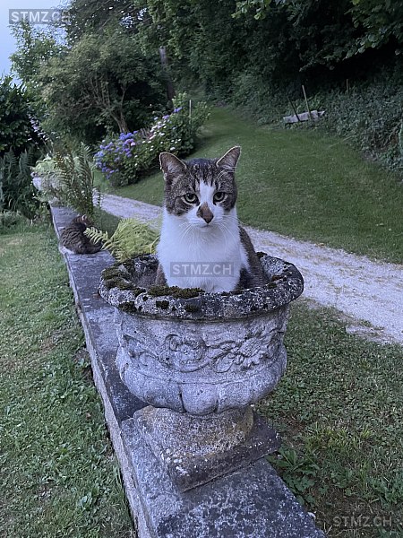 Litchi — Hauskatze ♂, Missing since 25.04.2026, Strengelbach (AG)