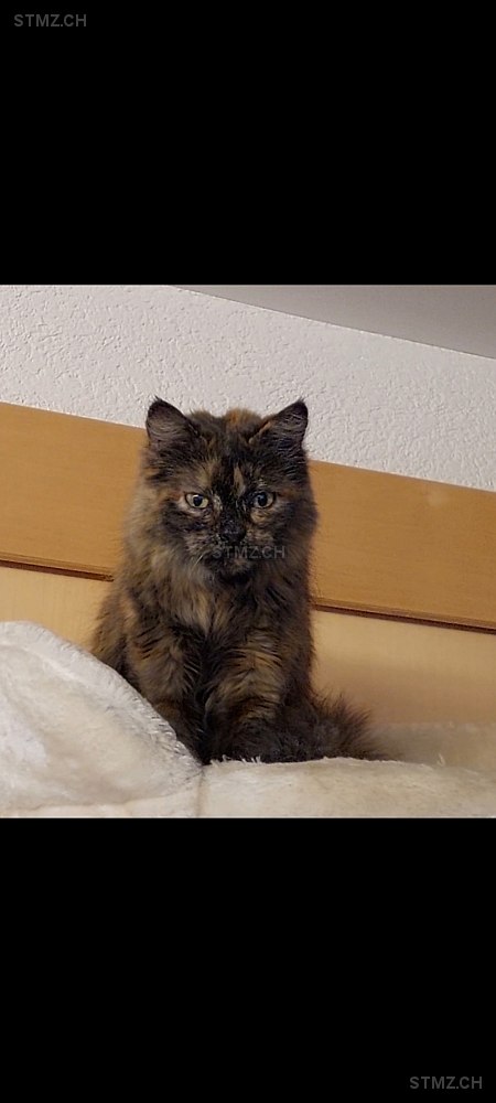 JIMMY — Hauskatze ♀, Missing since 21.04.2026, Mümliswil (SO)
