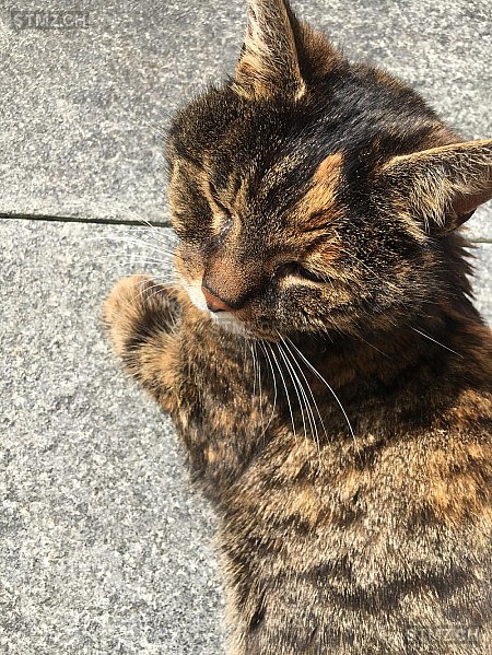Katze — Hauskatze ♀, Missing since 25.04.2026, Hünenberg See (ZG)