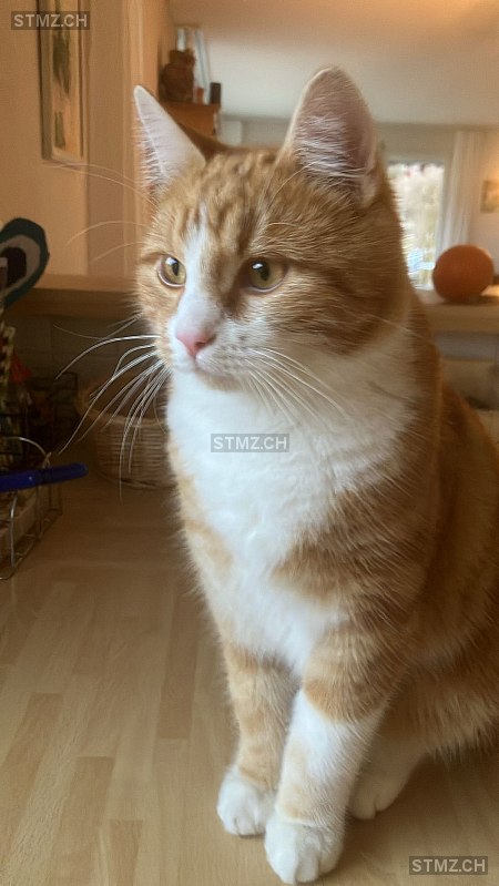 Joy — Hauskatze ♂, Missing since 23.04.2026,  ()
