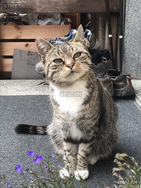 Kira — Hauskatze ♀, Missing since 18.04.2026, Stettfurt (TG)