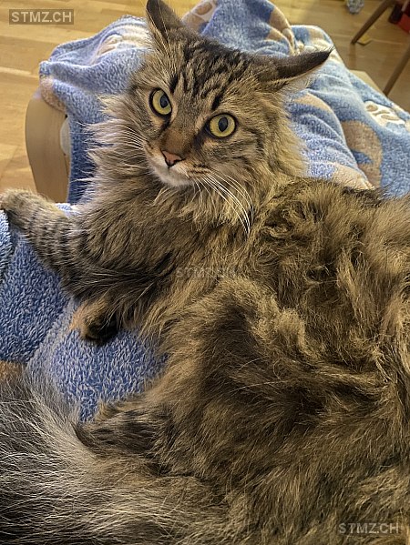 Mali — Hauskatze ♀, Missing since 24.04.2026, Oberglatt ZH (ZH)