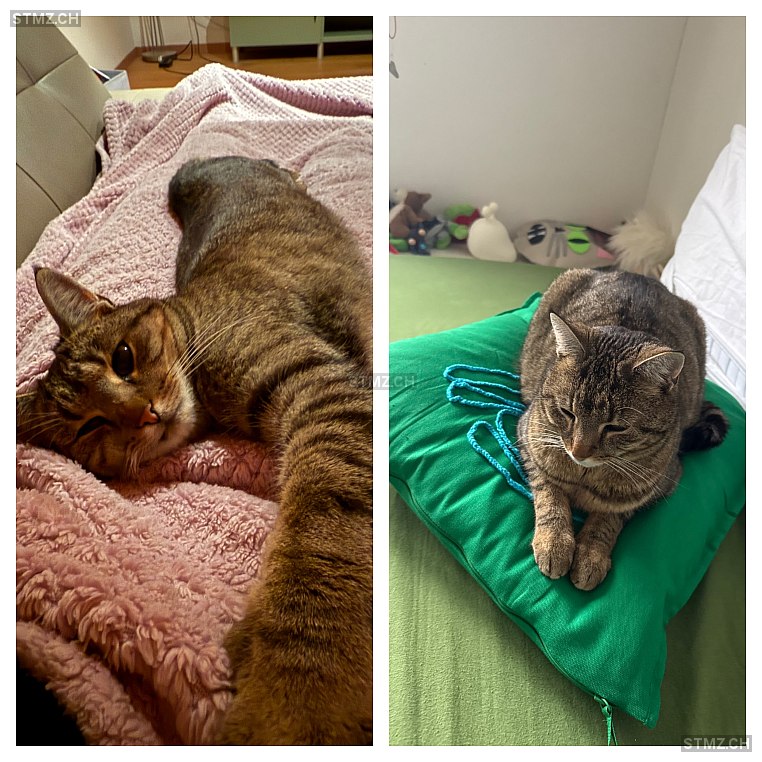 Gini — Hauskatze ♀, Missing since 24.04.2026, Hallau (SH)