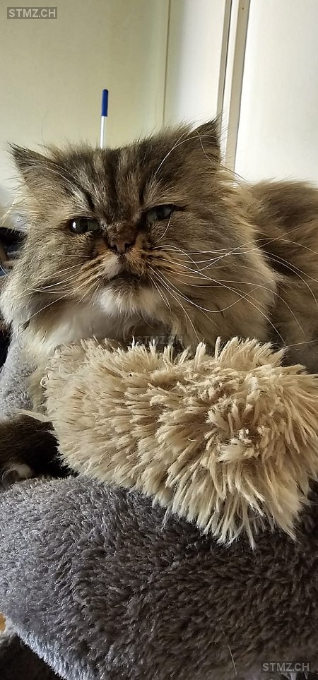 Alish — Perser ♀, Missing since 20.04.2026, Grenchen (SO)