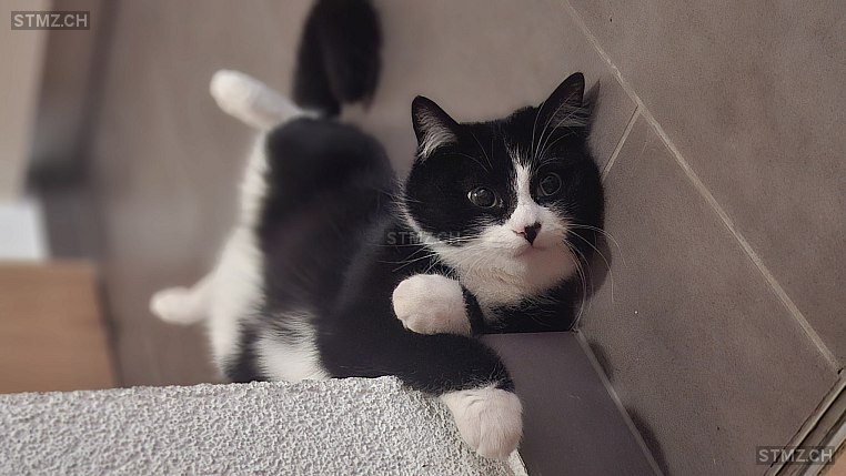 Giny — Hauskatze ♀, Missing since 24.04.2026, Algetshausen (SG)