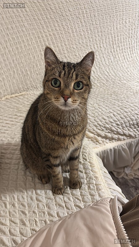 Cookie — Hauskatze ♂, Missing since 21.04.2026, Thayngen (SH)