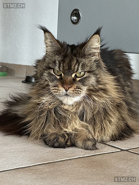 O’Nella — Maine Coon ♀, Missing since 24.04.2026, Seon (AG)