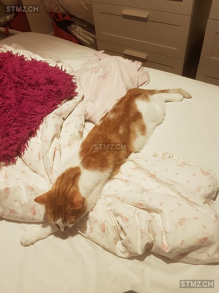 Loki — Hauskatze ♂, Missing since 15.04.2026, Vevey (VD)