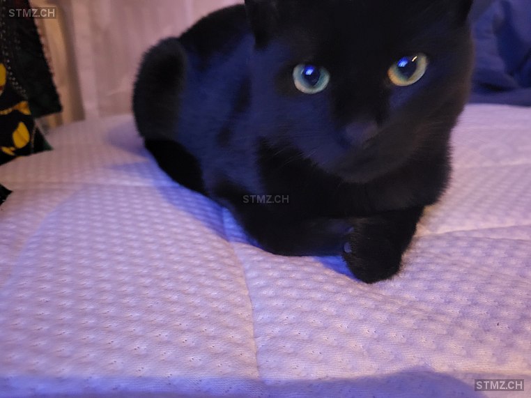 Jimmy — Hauskatze ♂, Missing since 24.04.2026, Ostermundigen (BE)