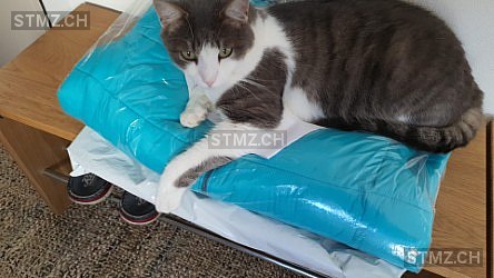 Jimmy — Katze ♂, Missing since 23.04.2026, Kaltbrunn (SG)