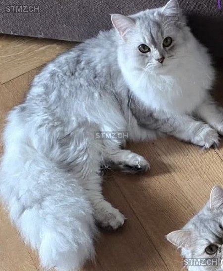 Vani — Perser ♀, Missing since 25.04.2026, Bern (BE)