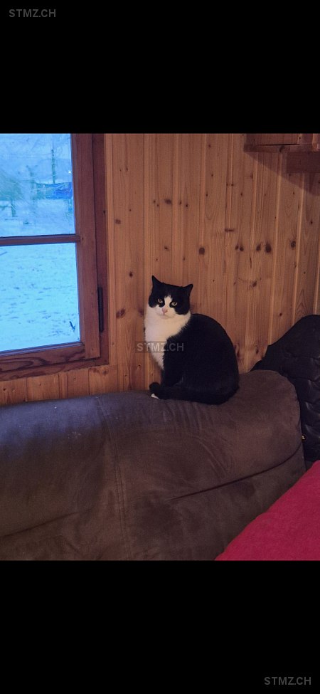 Zorro — Hauskatze ♀, Missing since 21.04.2026, Regensdorf (ZH)