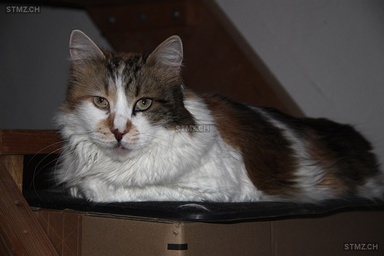 Melissa — Hauskatze ♀, Missing since 22.04.2026, Merishausen (SH)