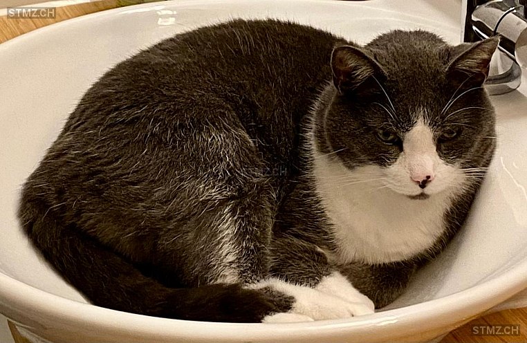 Mogli — Hauskatze ♂, Missing since 24.04.2026, Richterswil (ZH)