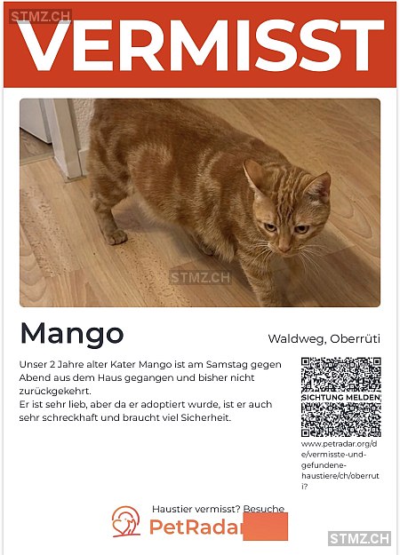 Mango — Hauskatze ♂, Missing since 25.04.2026, Oberrüti (AG)