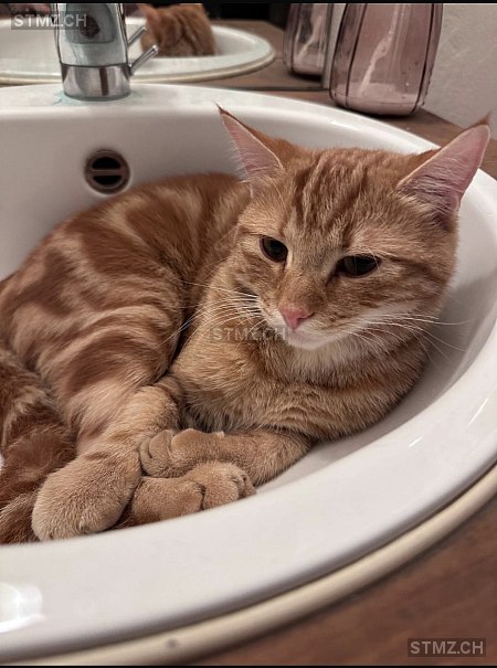 Toulouse — Hauskatze ♂, Missing since 22.04.2026, Lommiswil (SO)