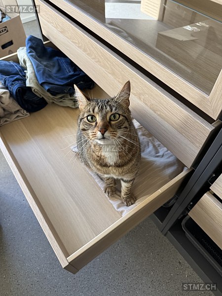 Hugo — Hauskatze ♂, Missing since 25.04.2026, Suhr (AG)