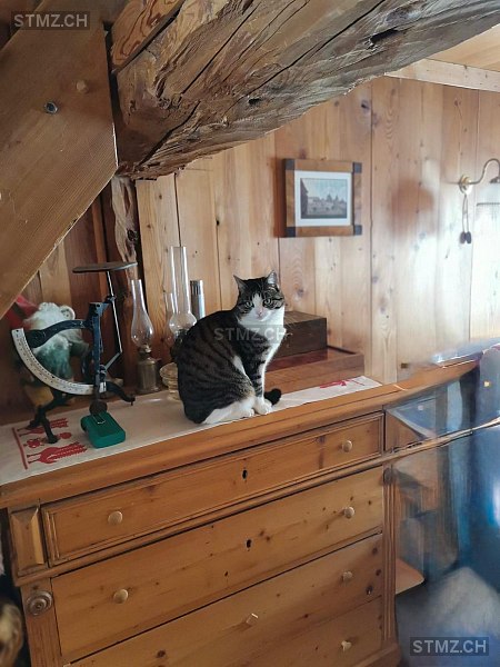 Ciri — Hauskatze ♀, Missing since 21.04.2026, Grafenried (BE)