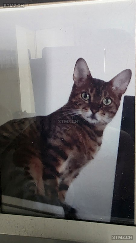 SIMBA — Hauskatze ♀, Missing since 23.04.2026, Camorino (TI)