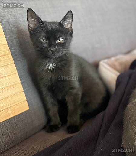 Nero — Hauskatze ♂, Missing since 24.04.2026, Bülach (ZH)