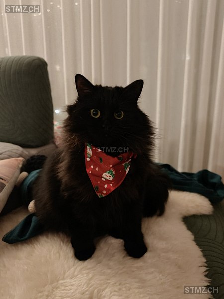 Kahlúa — Norwegische Waldkatze ♀, Missing since 26.04.2026, Oberkirch LU (LU)