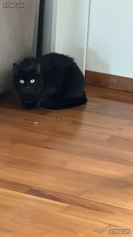 Lilo — Hauskatze ♀, Missing since 25.04.2026, Beinwil am See (AG)